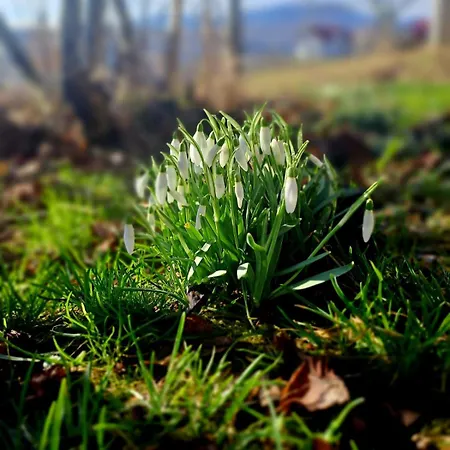 Gorska Otulina Wilkowisko