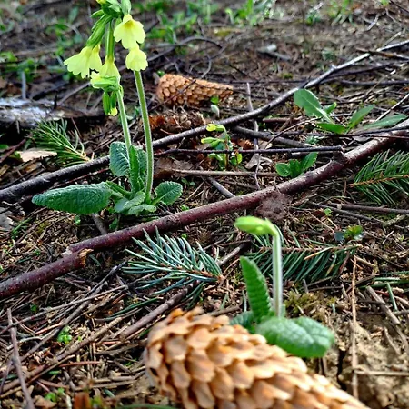 Вилла Gorska Otulina Wilkowisko