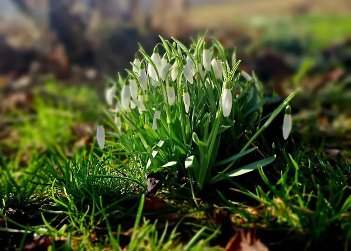 Gorska Otulina Wilkowisko