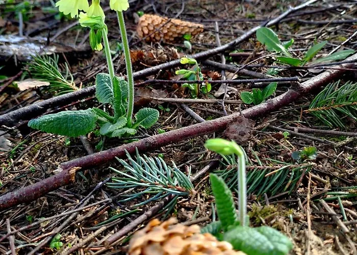 Villa Gorska Otulina Wilkowisko